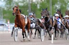 Franske Sinou Madrik och Robert Bergh imponerade mest bland hingstarna. Foto: Thomas Blomqvist