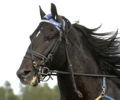 faksen-mh_090706_14369