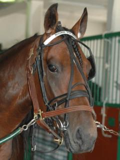 Nose-By-Nose-090723-3