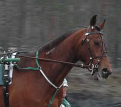 Nose-By-Nose-090305-7