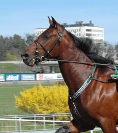 Positive Odd Fellow skall debutera på onsdag. Foto: Travkompaniet