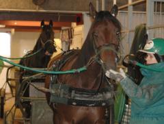 Laddat-for-Breeders-Crown