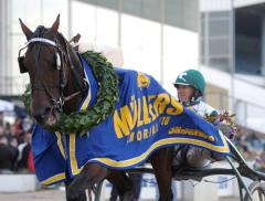 Maharajah laddade för Prix d´Amérique under 2010 och var därför inte så flitig på tävlingsbanan. Men han vann ändå CTH Ericssons Memorial och Müllers Memorial. Foto: ALN