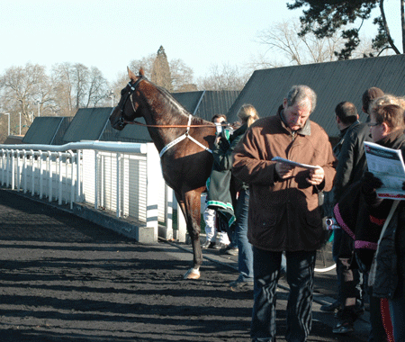 "Hallå, kungen är tillbaka!" såg Maharjah ut att säga när han lugnt stannade mitt i utfarten för att ståtligt blicka ut över Vincennes svarta tävlingsbana. Foto; A.Lindblom/Travkompaniet