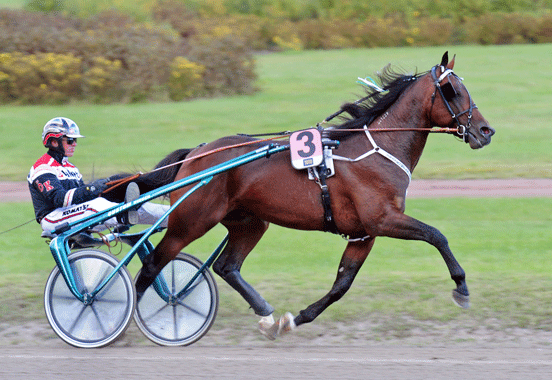 Maharajah har varit kullens store dominant. Foto; C.Kärrstrand/hingstfotografen