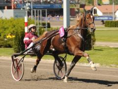 Commander Crowe har tjänat mest av samtliga svenska travhästar under 2012. Foto av LARS JAKOBSSON