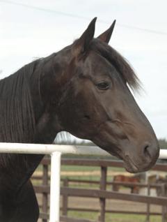 Panne-2