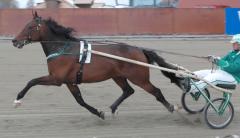 Maharajah gör sprinterdebut i Elitloppet. Foto; A.Lindblom/Travkompaniet