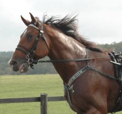 Ruhuna-Tea-130911-2jpg