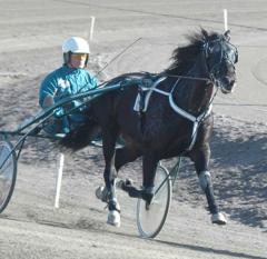 Svart Kronos. Foto; A.Lindblom/Travkompaniet