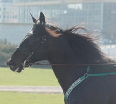 Panne De Moteur, en riktigt Elitloppshäst. Foto; A.Lindblom/Travkompaniet