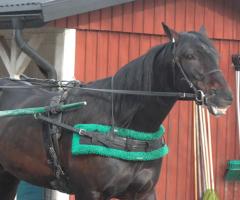 Foto: Annika Lindblom, Travkompaniet