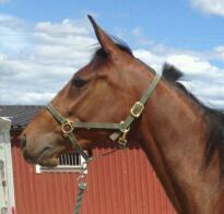 Foto: Therese Forslund, Menhammar
