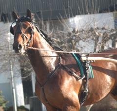 Scotch_Whisky_140313-3