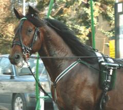 Shergar-051110-4