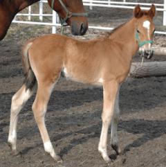 Inkasso har också nedkommit med sitt första föl i år.En vacker hingst med Viking Kronos som pappa.