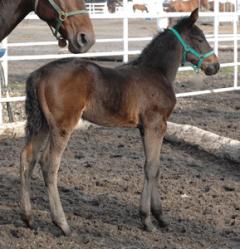 Trefaldige miljonärskan, tillika 2005-års segrarinna i Hambletonian Oaks, Jalopys förstfödde. En hingst med Credit Winner som pappa.