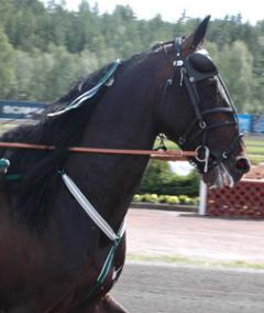 jadde