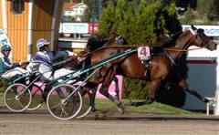 Triton Sund slog rekord med tio V75-segrar p&aring; ett &aring;r. H&auml;r syns han vid segern i miljonloppet Sundsvall Open Trot f&ouml;r J&ouml;rgens Sjunnesson. Foto: Claes K&auml;rrstrand