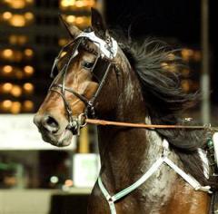 Auktionsdyringen M.T.Danny Boy vann direkt när han på onsdagen gjorde tävlingsdebut på Solvalla. Foto: Lars Jakobsson.