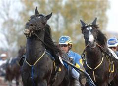 jarvsofaks_sonakrelurifax_lj_090407_15650