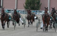 Treåringarna har inte levererat som vi hade hoppats på. 2010 kan de ta revansch! Foto: Travkompaniet