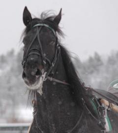 Merriment-100107-4