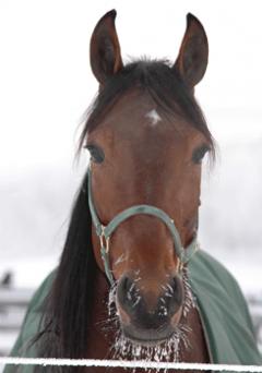 Natucket tog Travkompaniets första seger för året på hemmabanan Solvalla. Foto: Travkompaniet