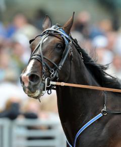 Brioni - en av fyra nominerade till Årets Häst 2011.
