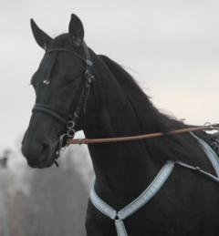 Panne-De-