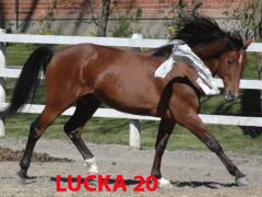Lucka-20
