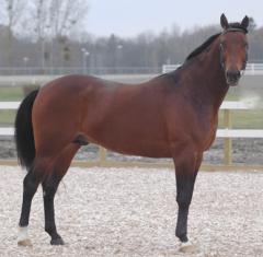 One-Too-Many-avelsv-121102-15