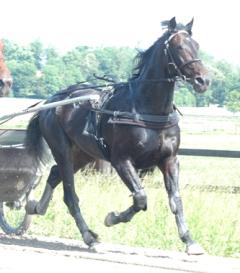 Orecchietti-140702-2