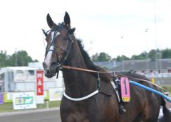 Tumble Dust vann det danska derbyt i imponerande stil. På onsdag ska Tomas Malmqvists fyraåring försöka kvala in till Europaderbyt.   Foto av LARS JAKOBSSON