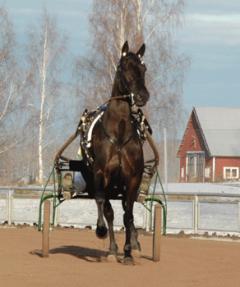 Lie-D-Romme