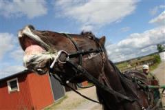 Jadad s&aring;g heltaggad ut efter sista jobbet inf&ouml;r l&ouml;rdagens Sundsvall Open Trot. Foto: Thomas Blomqvist