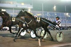 Lie Detector var enda sto att utmana hingstarna och hon motsvarade favoritskapet i sitt kval till finalen av Svenskt Travderby. Foto: Maria Holm&eacute;n