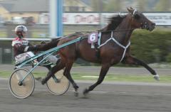 Maharajah är klar för sin fjärde storloppsfinal, Kungapokalen. Foto: Travkompaniet