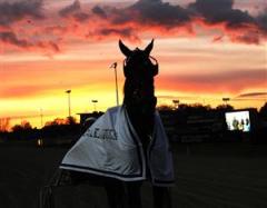 Mr Turbo Triss vann trots galopp. Foto: Lars Jakobsson.