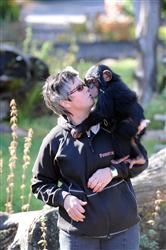 ing-marie_20persson_schimpans3_090915_21382