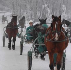 Unghästarna har körts in och tränats hos Stefan på Yttersta. Foto: Travkompaniet