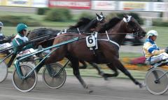 Maharajah var närmast perfekt i travet under loppet, här varvet från mål. Foto; Travkompaniet