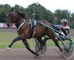 Maharajah är nummer ett under året, trots blott åtta starter. Foto: Travkompaniet