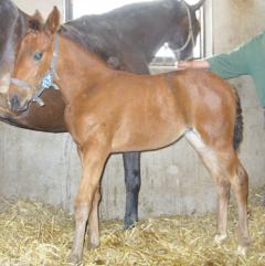 Stoföl efter Jocose och April Storm. Foto: Southwind
