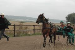 Två medhjälpare assisterar kusken de första gångerna hästarna fått vagnen efter sig. Foto: A.Lindblom/Travkompaniet