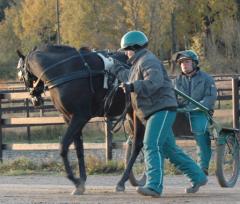 Minna hjälper Duchess Boko att vända åt rätt håll. Foto: A.Lindblom/Travkompaniet