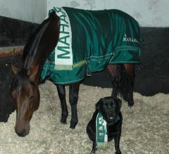 Maharajah och hans bästis Digby i supporterhalsduken som kommer att synas på Vincennes på Söndag. Foto; A.Lindblom/Travkompaniet
