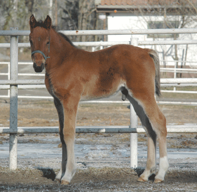 Årets första föl på Menhammar, en välväxt hingst efter Zola Boko -  Nacelle (e. Viking Kronos). Foto; A.Lindblom/Travkompaniet