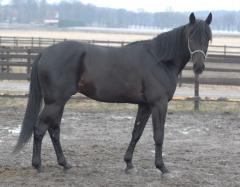 Panne
