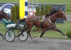 Ruhuna Tea hade ingen bra dag i Kriteriefinalen. Foto; A.Lindblom/Travkompaniet